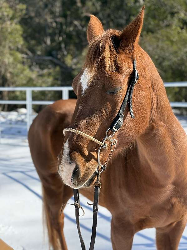 trail-horse-prospect-appendix