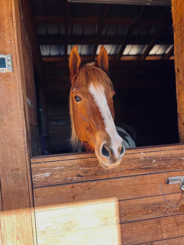 all-around-great-paint-horse