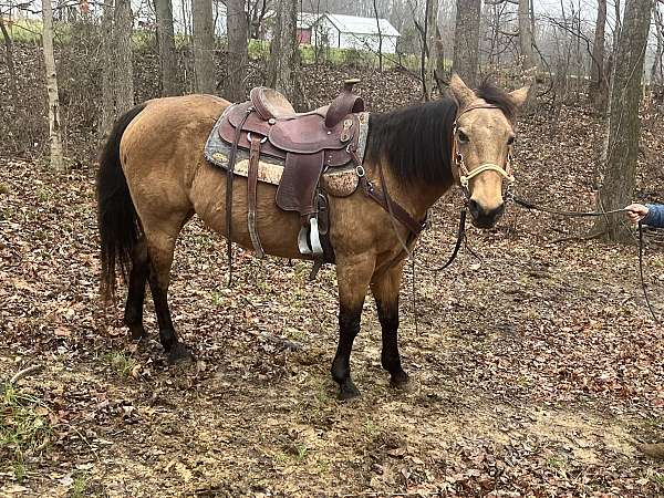 trail-trail-riding-quarter-horse