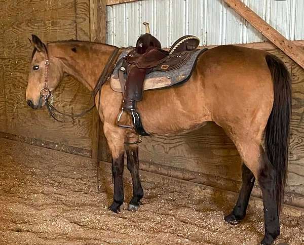 buckskin-quarter-horse-mare