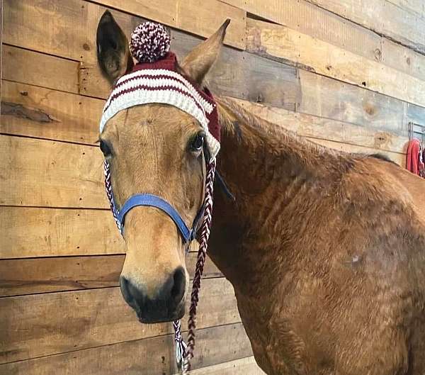 buckskin-trail-trail-riding-horse