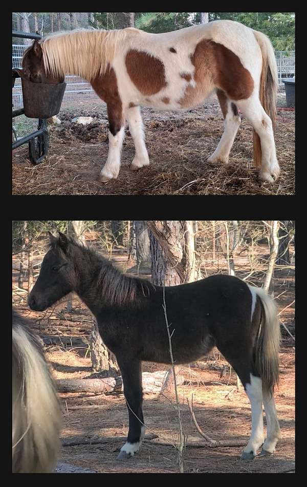 pinto-paint-tobiano-horse