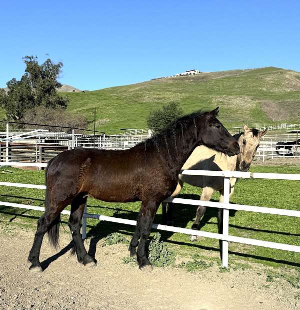 black-no-markings-horse