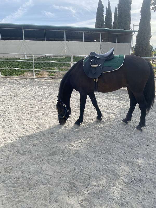 black-friesian-gelding