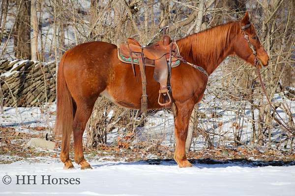 all-around-quarter-horse