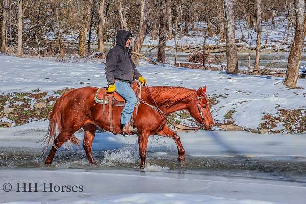 athletic-quarter-horse