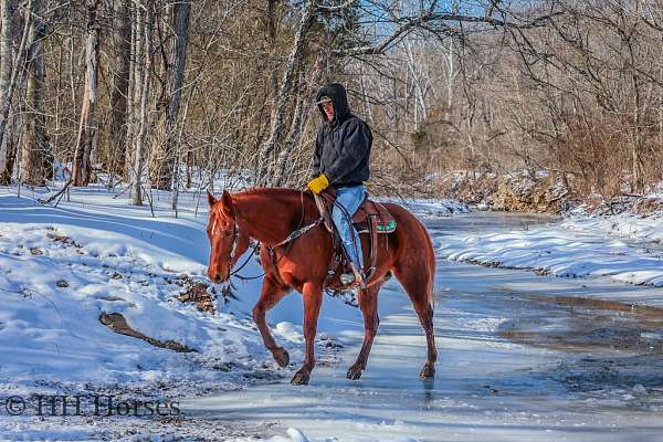 beginner-quarter-horse