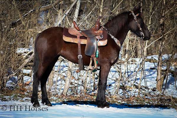 all-around-friesian-horse