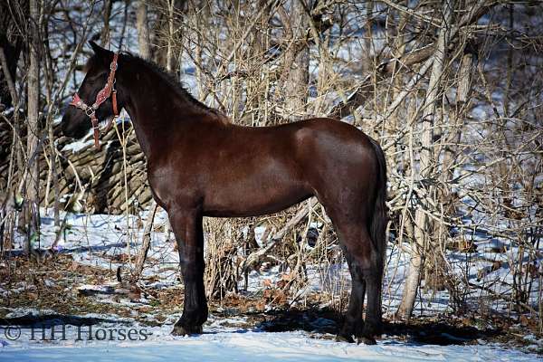 athletic-friesian-horse