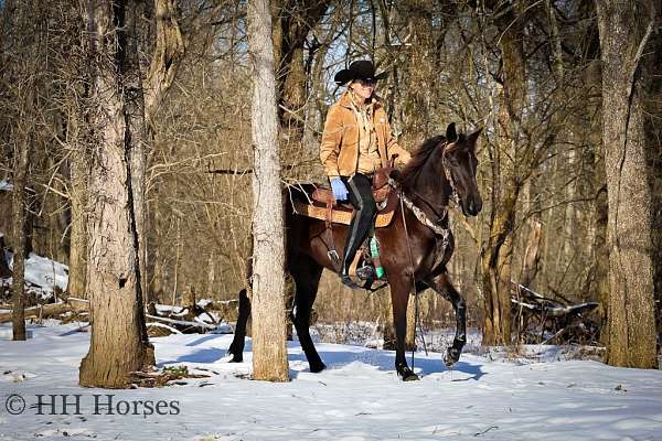 beginner-friesian-horse