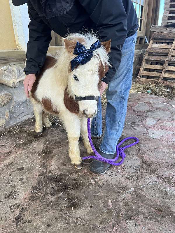 4-hand-miniature-colt