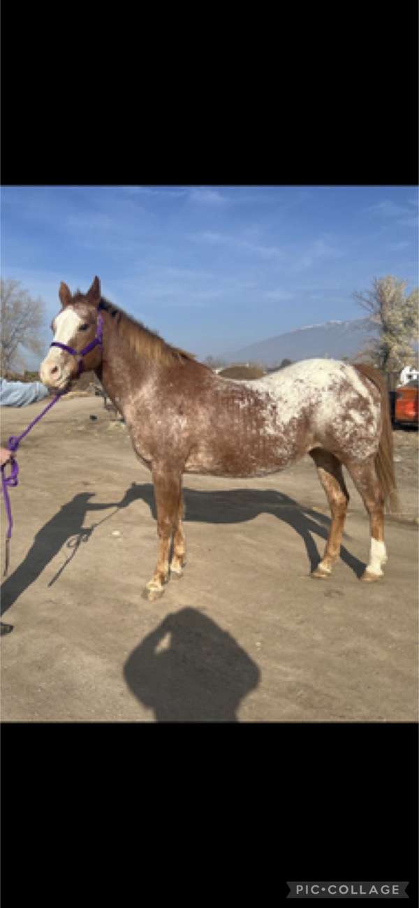 15-hand-appaloosa-horse