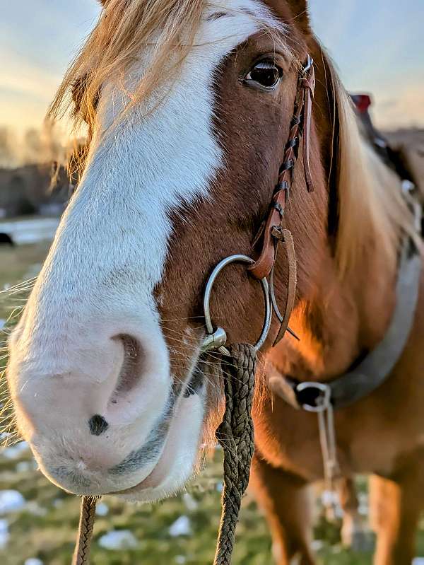 beautiful-blaze-as-well-stockingssocks-horse