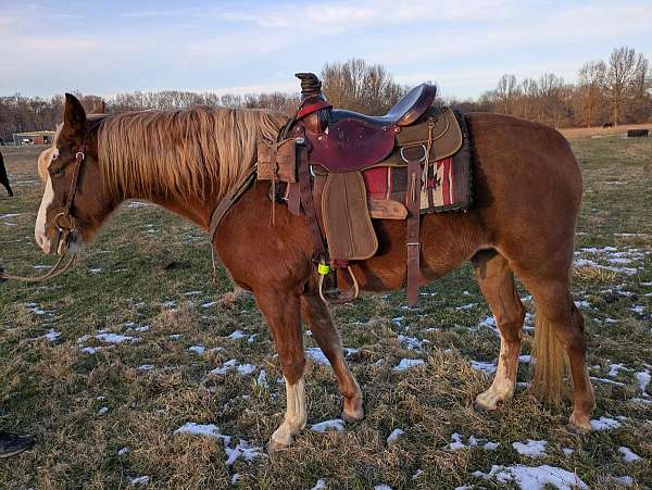 chestnut-beautiful-blaze-as-well-stockingssocks-horse