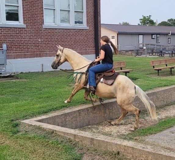 beautiful-quarter-horse