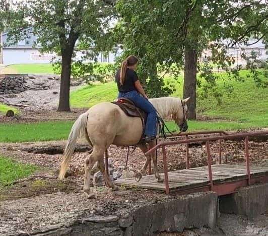 playday-quarter-horse