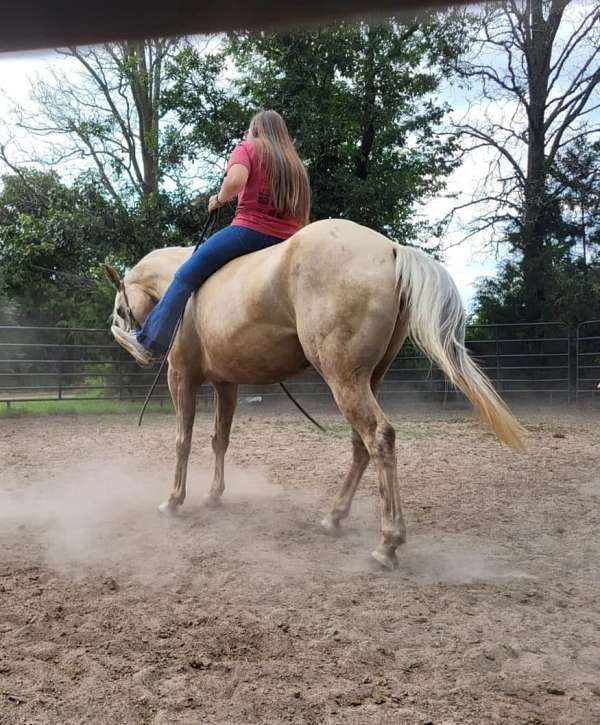 trail-quarter-horse