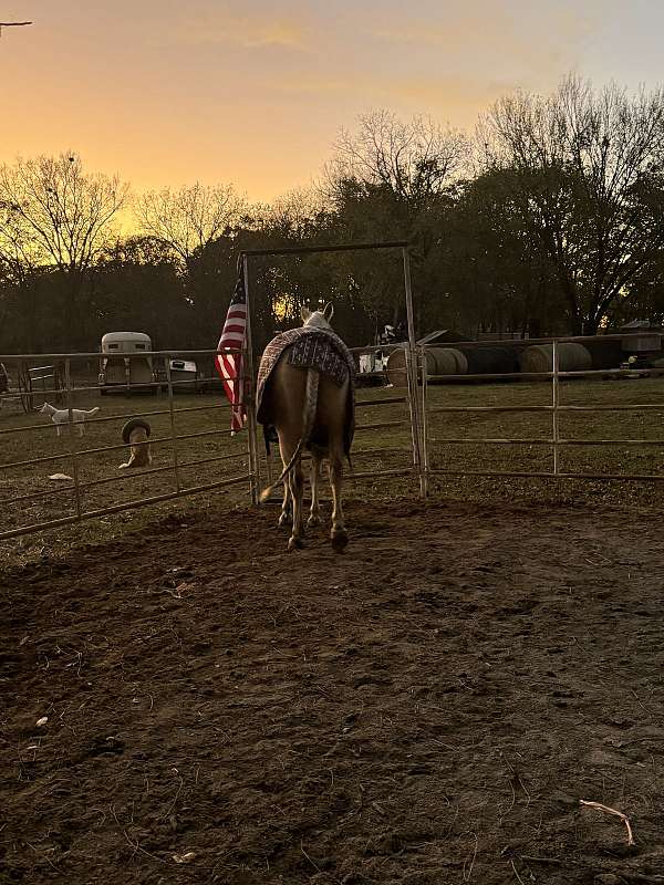 water-quarter-horse