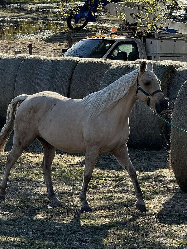 all-around-quarter-horse