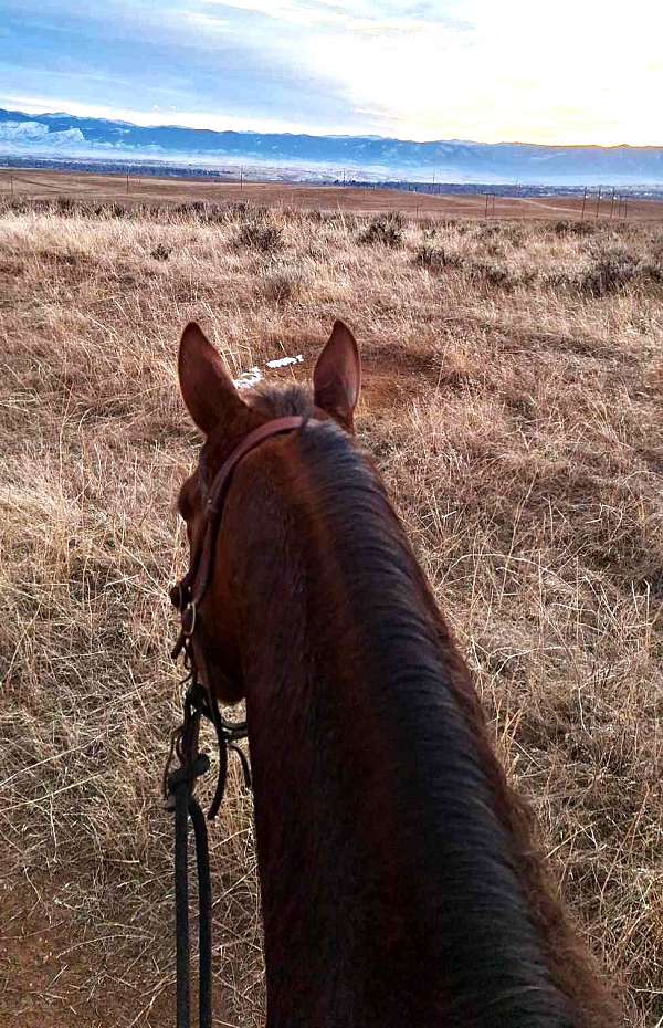 aqha-quarter-horse