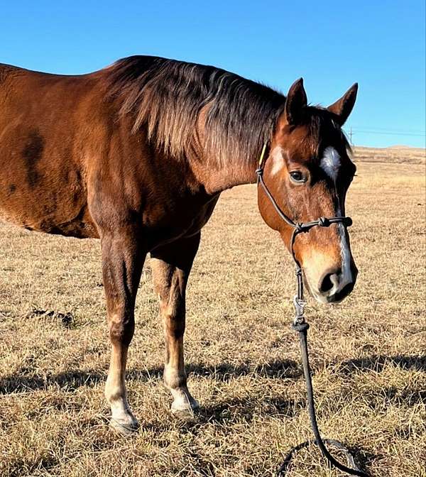 aqha-gelding-quarter-horse