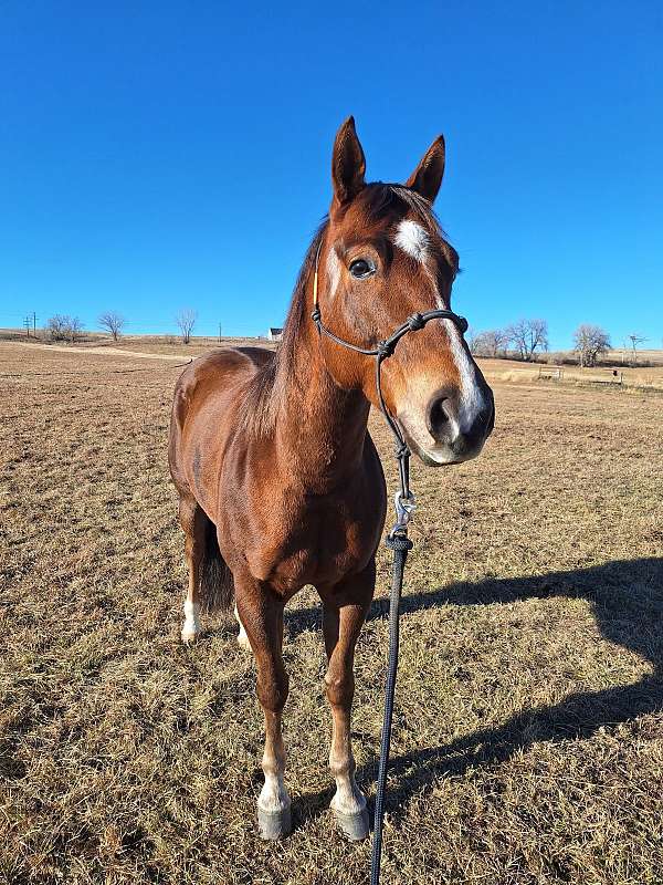 athletic-quarter-horse