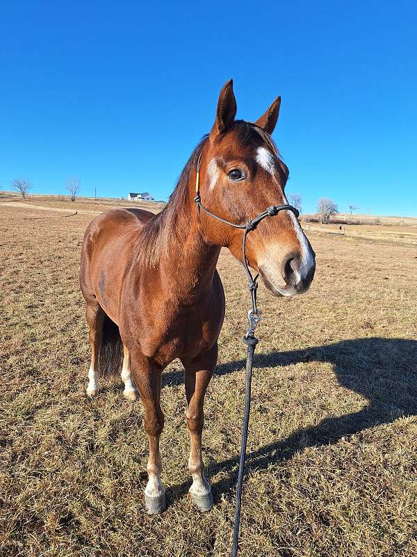 barn-quarter-horse