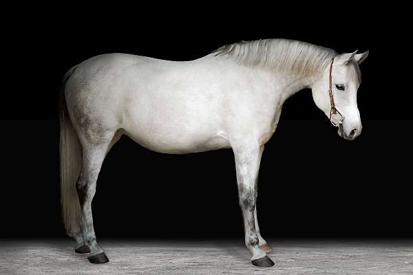 pleasure-crossbred-pony