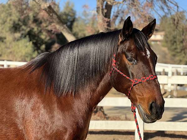 team-pen-draft-horse