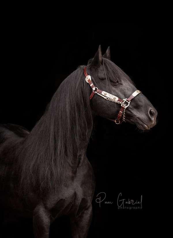 awards-stallion