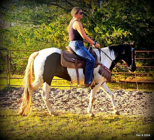 good-coggins-spotted-saddle-horse