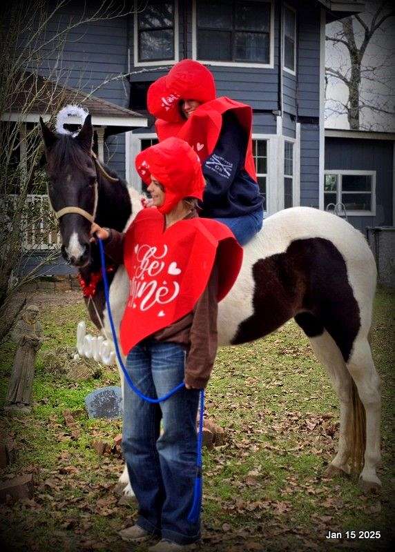 gaited-spotted-saddle-horse