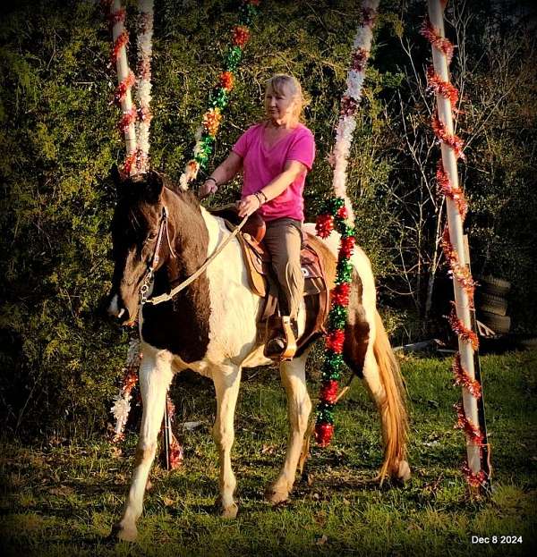 english-spotted-saddle-horse