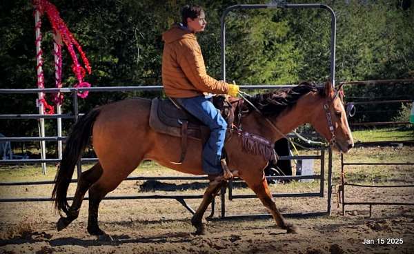 safe-quarter-horse