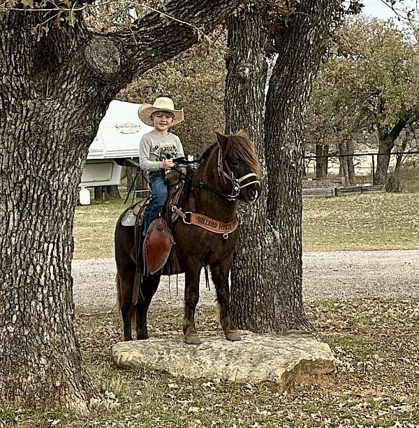 gentle-pony-gelding