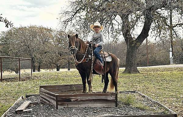 trail-companion-gelding