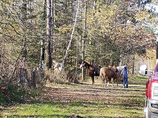 around-quarter-horse