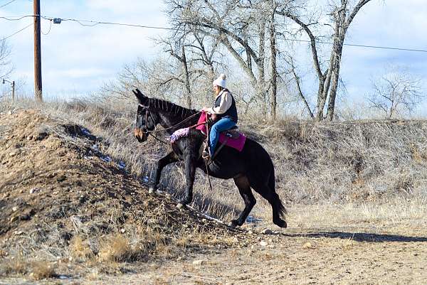 flying-mule