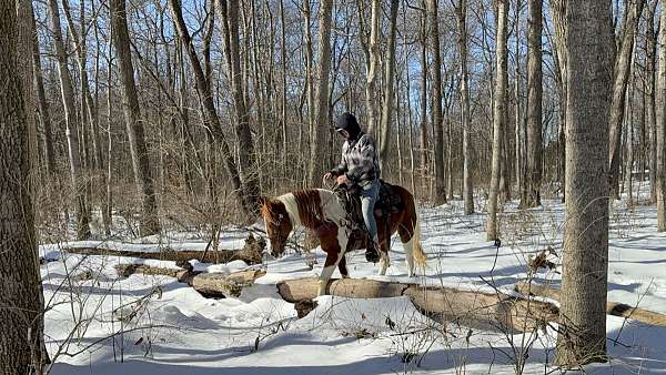 blanket-missouri-fox-trotter-horse