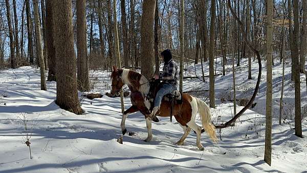 full-of-energy-missouri-fox-trotter-horse