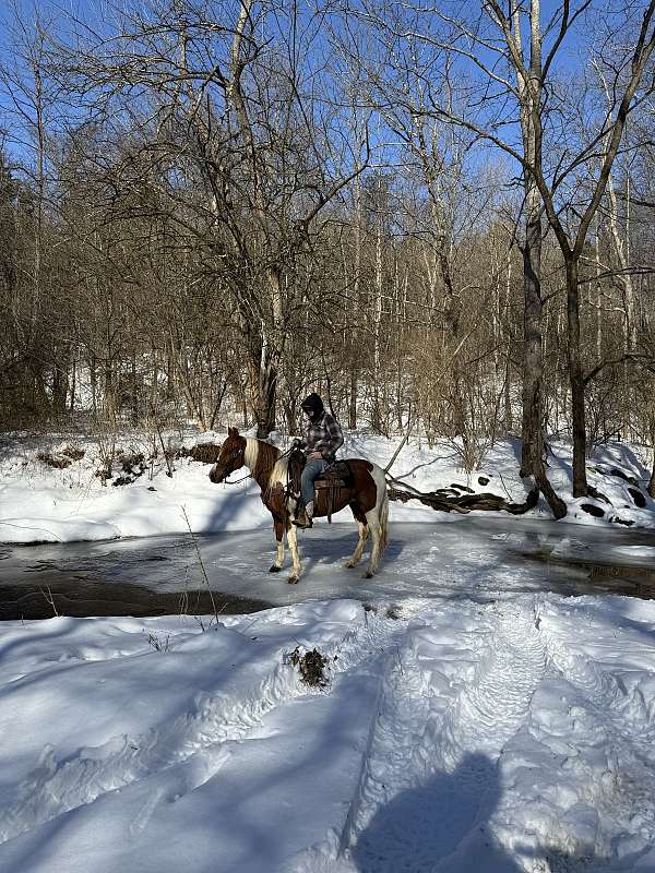 hay-missouri-fox-trotter-horse