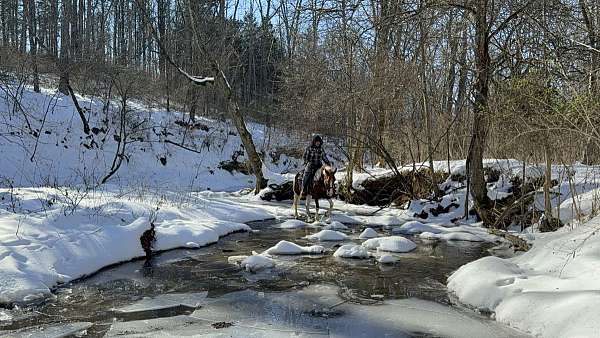 patches-missouri-fox-trotter-horse