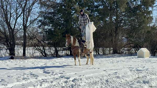 play-missouri-fox-trotter-horse