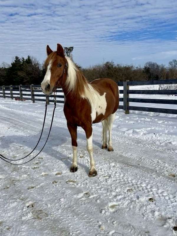 respectful-missouri-fox-trotter-horse