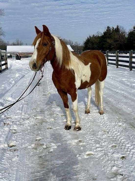 special-missouri-fox-trotter-horse