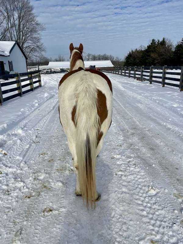 stall-missouri-fox-trotter-horse