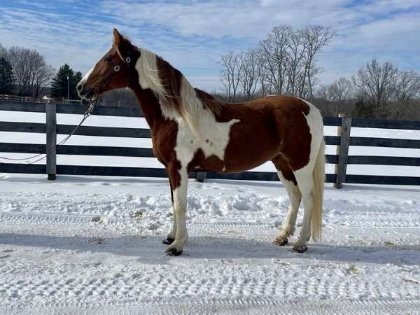 temperament-missouri-fox-trotter-horse