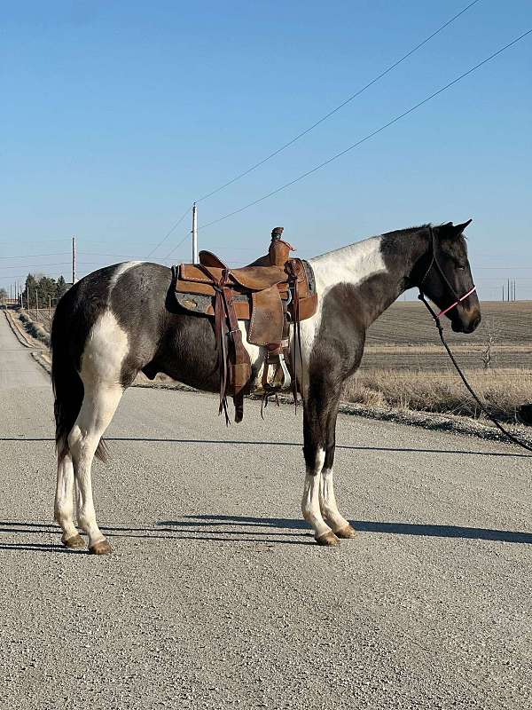 all-around-prospect-english-or-western-horse