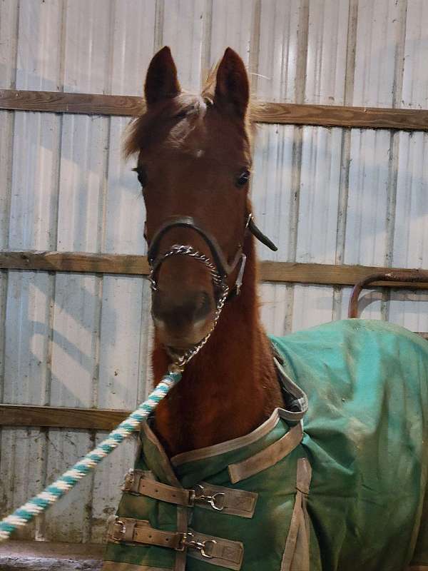 showhorse-morgan-horse