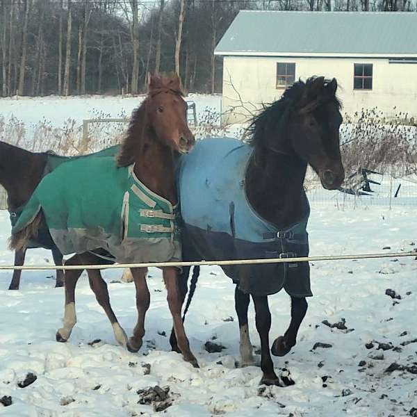 bright-morgan-horse